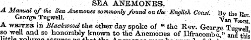 SEA ANEMONES. A Manual of the 8ea Anemon...
